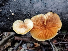 Crepidotus praecipuus