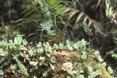 Selliguea murudensis