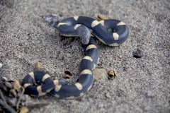 Rhinocheilus antonii