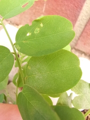 Erysiphe palczewskii