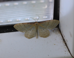 Idaea humiliata