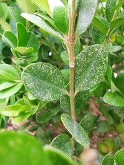 Eurytetranychus buxi