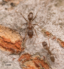 Linepithema humile