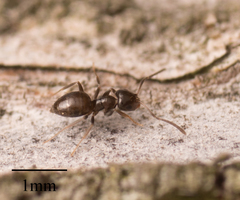 Brachymyrmex patagonicus