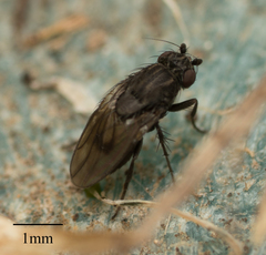 Brachycera