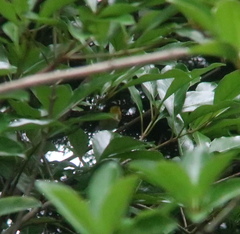 Ficedula zanthopygia