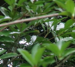 Ficedula zanthopygia