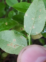 Naohidemyces vacciniorum