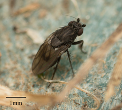 Brachycera