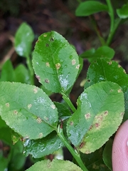 Naohidemyces vacciniorum
