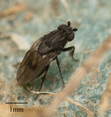 Brachycera