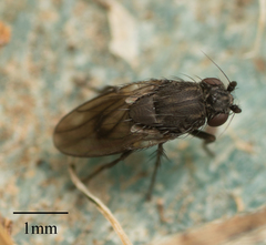Brachycera