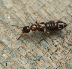 Staphylinidae