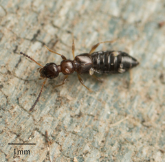 Staphylinidae