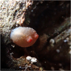 Metandrocarpa taylori