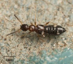 Staphylinidae