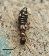 Staphylinidae