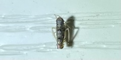 Scaphoideus opalinus