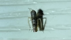 Scaphoideus opalinus