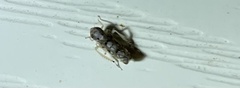 Scaphoideus opalinus