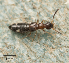 Staphylinidae