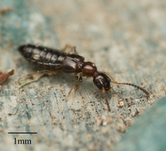 Staphylinidae