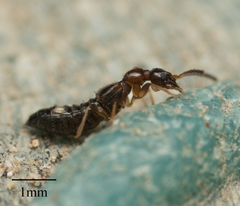Staphylinidae