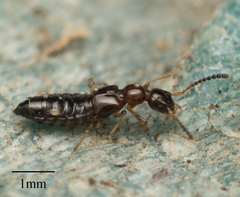Staphylinidae