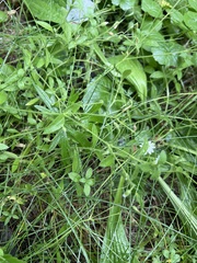 Cerastium pauciflorum