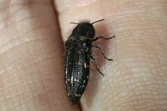 Acmaeodera knowltoni