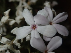 Phlox gladiformis