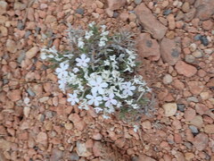 Phlox gladiformis