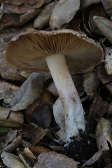 Inocybe corydalina