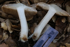 Inocybe corydalina