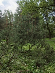 Pinus
