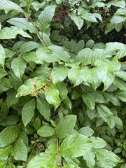 Syringa × henryi