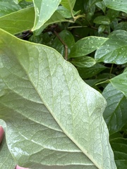 Syringa × henryi