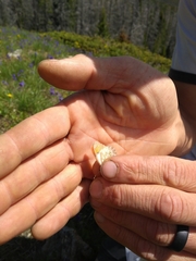 Anthocharis julia sulfuris