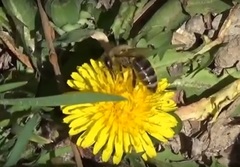 Apis mellifera