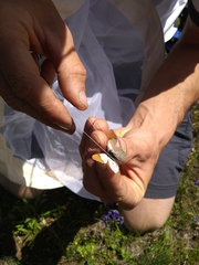 Anthocharis julia sulfuris