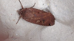 Noctua pronuba