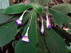 Codonoboea quinquevulnera