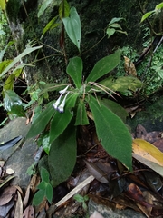 Codonoboea quinquevulnera