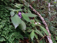 Codonoboea quinquevulnera