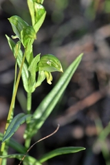 Pterostylis chlorogramma