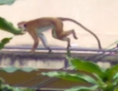 Macaca sinica