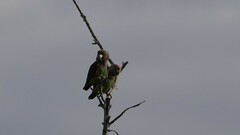 Poicephalus fuscicollis