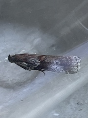 Acrobasis suavella