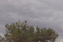 Buteo jamaicensis calurus