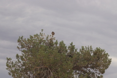 Buteo jamaicensis calurus